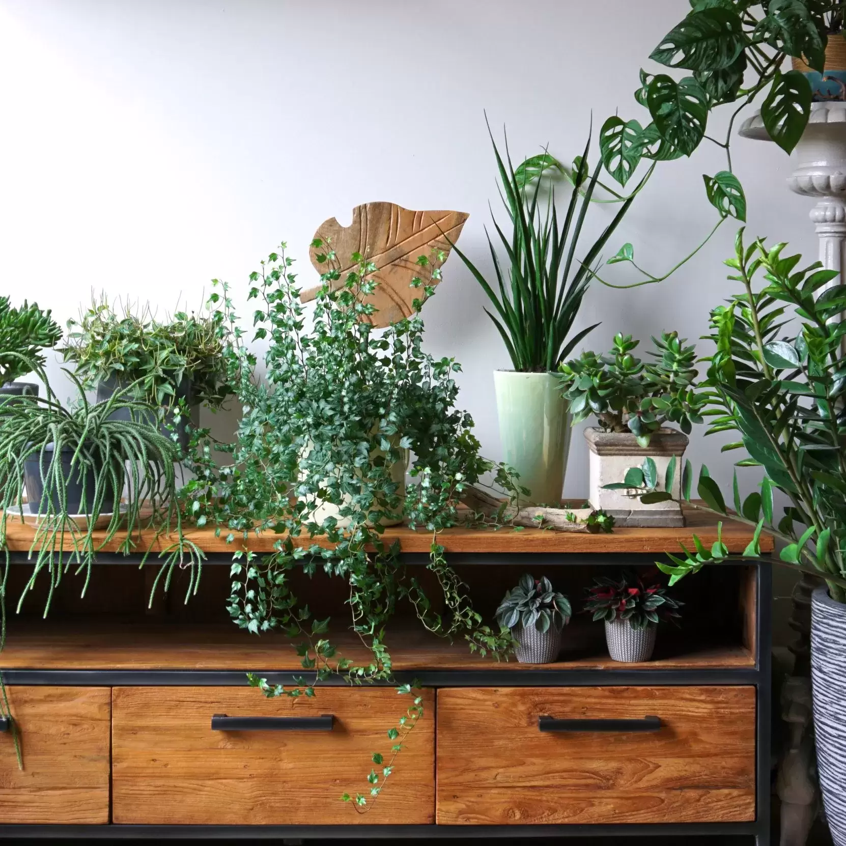 Many indoor plants sitting on a low side board.